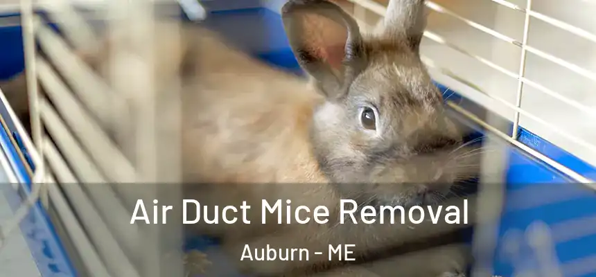 Air Duct Mice Removal Auburn - ME